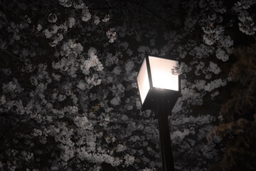 Cherry blossoms lit by street lamps