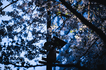 Cherry blossoms lit by street lamps
