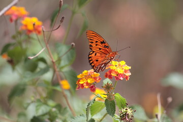 monarch butterfly on yellow flower