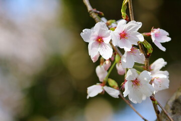 綺麗に咲いた桜の花
