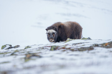Beautiful side portrait of a baby musk ox looking at the camera just behind a snow slope with stones, bushes and moss in a snowy landscape between mountains in Norway, Europe