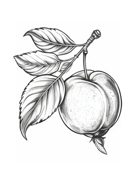 Black and white line drawing of ripe apricot with stem and leaves on white background. The illustration shows a single apricot hanging from a stem with leaves. It is drawn in a realistic style.