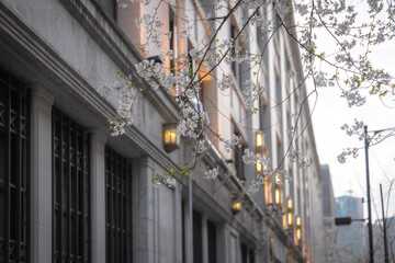Old architectural styles and cherry blossoms in Japan.