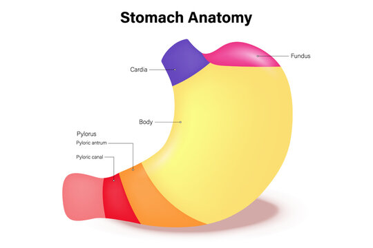 The anatomy of the human stomach vector. Digestive Organ. Internal organ. Fundus, Cardia, Body and Pylorus.