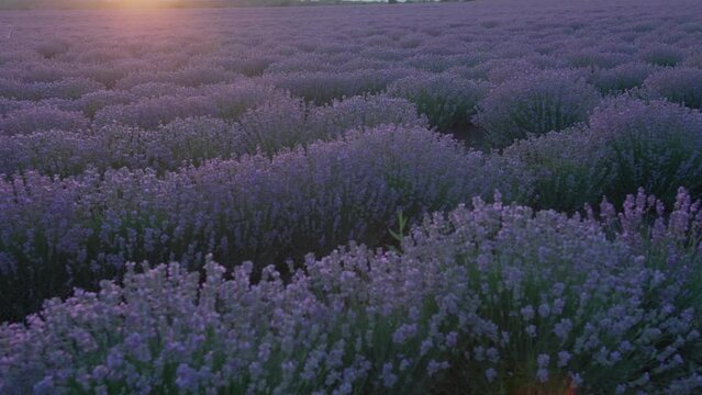 Lilac bush in Azerbaijan filmed on the sunset