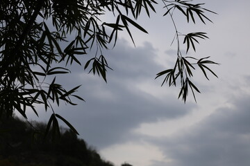 Bamboos and sky