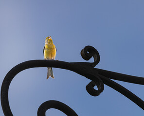 Atlantic canary,  (Serinus canaria), singing perched on a wrought iron structure, in Tenerife, Canary islands - obrazy, fototapety, plakaty