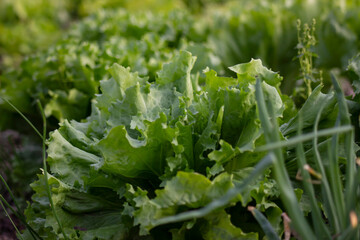 lettuce in the garden