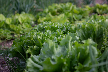 Lettuce in the garden