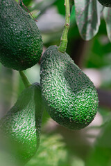 hass avocados, (persea americana), hanging on a tree, with sunlight,  ready to harvest