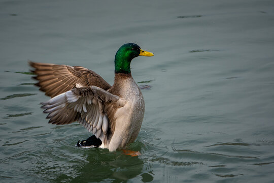 Duck drying its feathers 