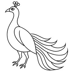 sketch of peacock vector illustration