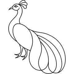  peacock bird vector illustration