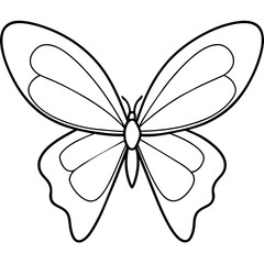 butterfly illustration