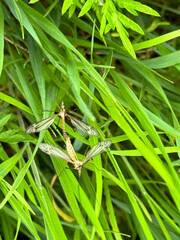 Mating mosquito in the summer grass. - 782128879