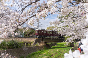 桜と阪急電車