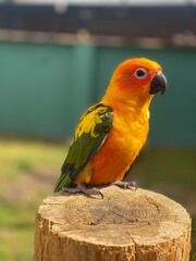 parrot sitting on a wooden bench