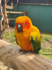 parrot with yellow and orange feathers