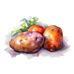 Illustration watercolor of potatoes, on transparent background with png file. Cut out background.