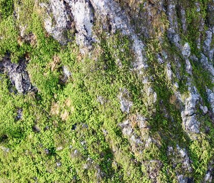 A close view of the green moss on the tree trunk.
