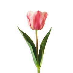 Single pink tulip with green leaves on Transparent Background