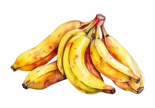 Illustration watercolor of Fresh bunch of ripe bananas, on transparent background with png file. Cut out background.