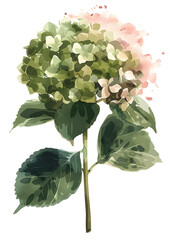 Watercolor hydrangea flower isolated on  white background