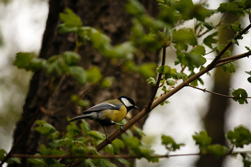 great tit on the branch (Parus major)