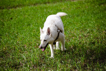 Obraz premium White Swiss shepherd dog plays in the field on a farm