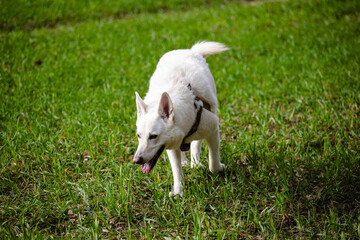 White Swiss shepherd dog plays in the field on a farm