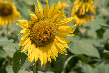 Fototapeta premium Close-up of a sunflower growing in a field of sunflowers during a nice sunny summer day with some clouds.