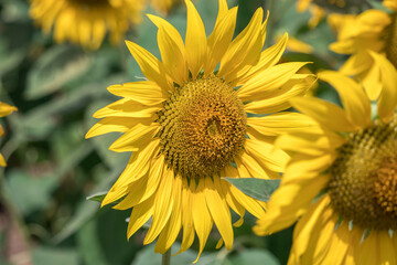 Close-up of a sunflower growing in a field of sunflowers during a nice sunny summer day with some clouds.
