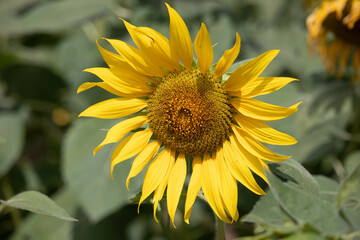 Close-up of a sunflower growing in a field of sunflowers during a nice sunny summer day with some clouds.