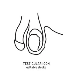 Testicles outline icon. Medical linear pictogram. Testis linear sign. - 782135446