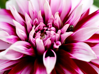 A closeup of a pink and red dahlia
