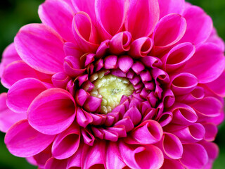 A closeup of a pink dahlia
