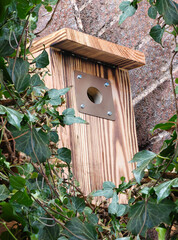 A bird nest box on a garden wall in ivy