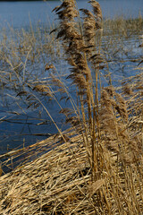 reeds on the bank of lake