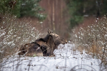 Moose in the winter forest in the morning
