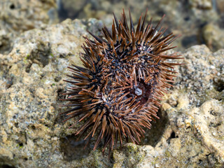 sea ​​urchin coast for ocean