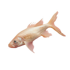 Obraz premium A fish swimming in water