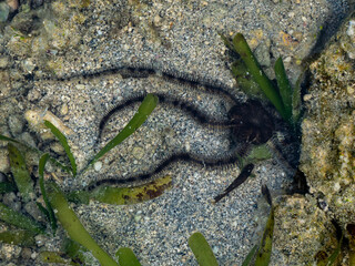 ฺBrittle star fish ปลาดาวเปราะ