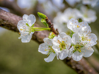 Closeup of plum-tree flowers in blossom