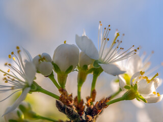 Plum-tree twig with flowers in blossom