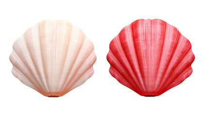 pink seashell isolated on transparent background cutout