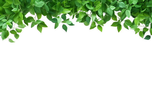 green leaves frame foreground isolated on transparent background cutout