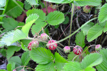 a bush with strawberries on the forest lawn