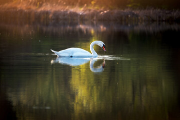 A wild white swan swims across the lake. A beautiful bird feeds in the wild in the rays of the evening sun.
