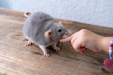 close up positive child playing with Funny gray decorative domestic Fancy rat, Rattus norvegicus domestica, concept care and maintenance, Animal-Assisted Therapy