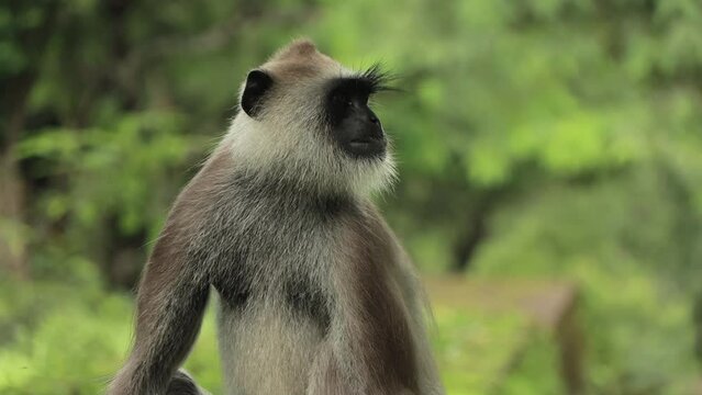 Wild leaf monkey in the green jungle forest. Sacred langur hanuman bare its fangs in his natural habitat